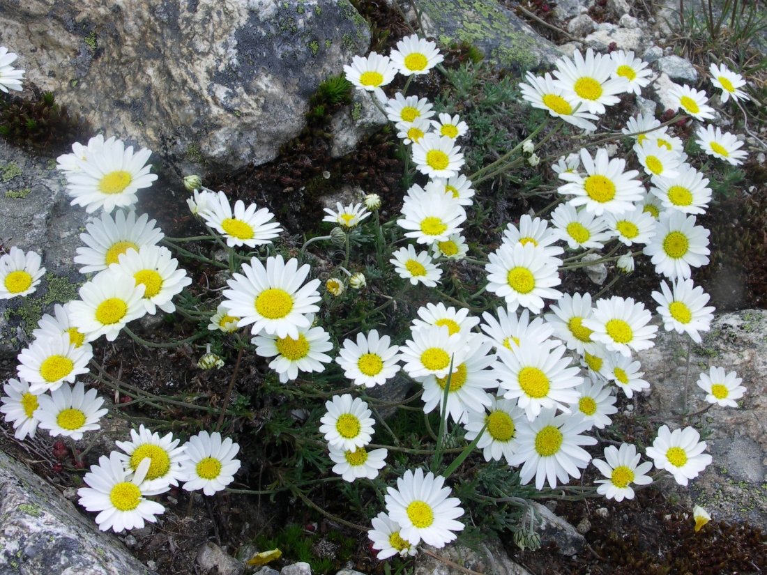 Leucanthemopsis Alpina L Heywood Arba Bajo Jarama