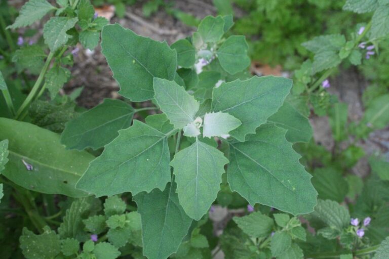 Chenopodium Album L Cenizo Bledo Arba Bajo Jarama