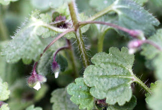 Veronica cymbalaria