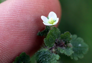 Veronica cymbalaria