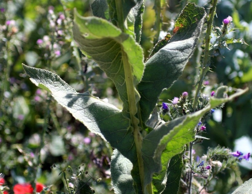 Verbascum thapsus / Gordolobo común