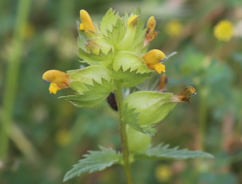 Rhinanthus minor L. / Cresta de gallo