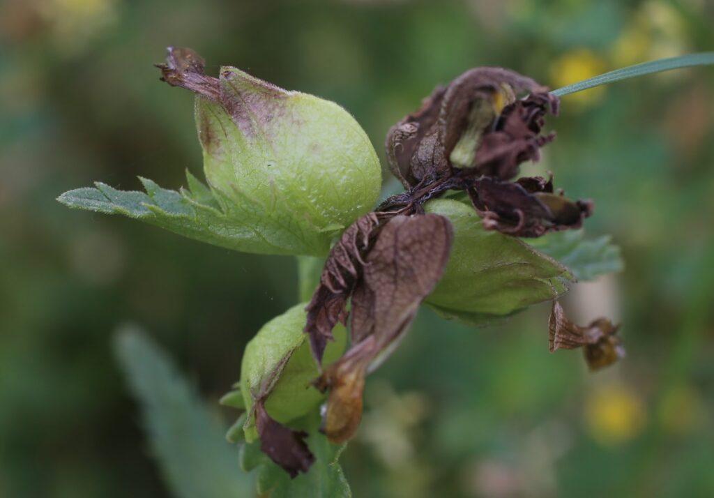 Rhinanthus minor L. / Cresta de gallo