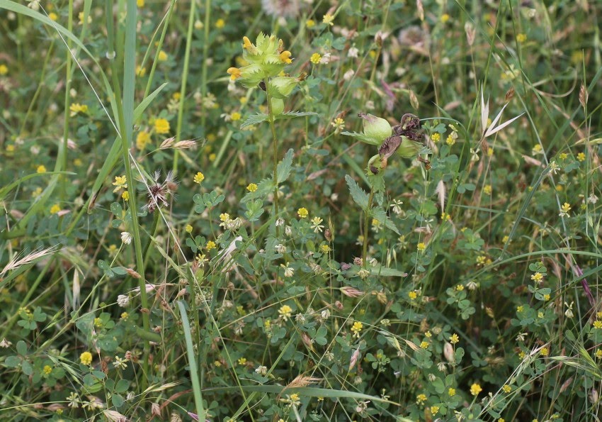 Rhinanthus minor L. / Cresta de gallo