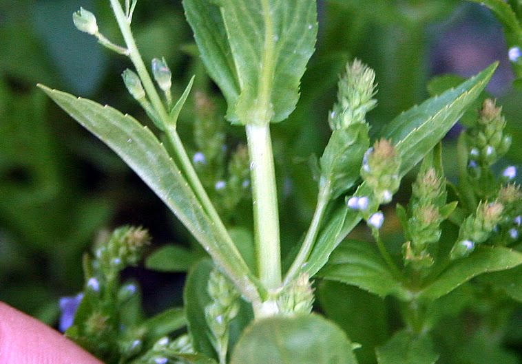 Veronica anagallis aquatica