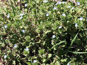Veronica persica Poir. in Lam./ azuletes, hierba gallinera