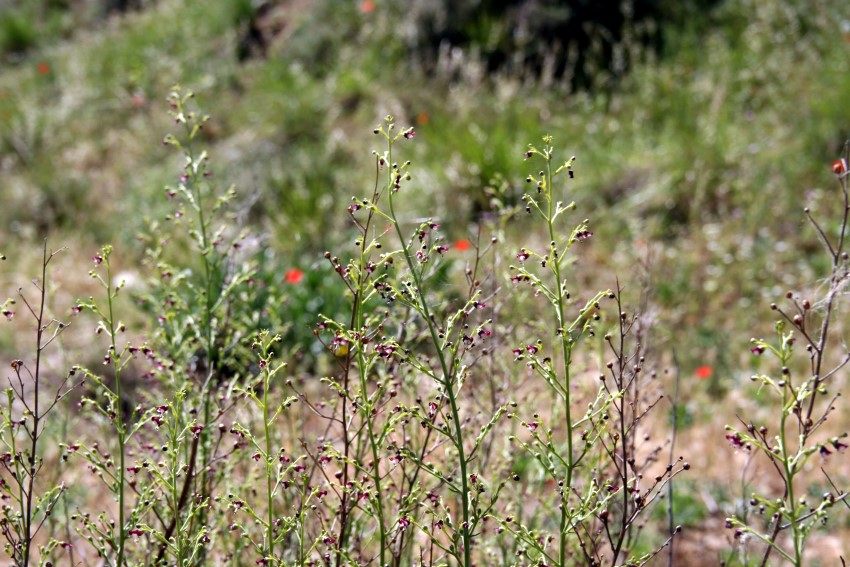 Scrophularia canina L. subsp. canina / Escrofularia canina, Meaperros
