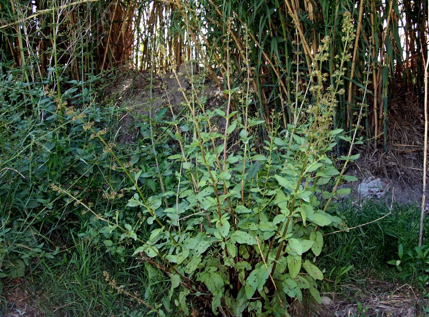 Scrophularia auriculata L. / Castrángula, Escrofularia acuática
