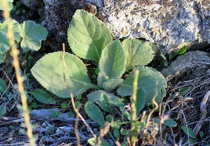 Verbascum rotundifolium Ten. subsp. ripacurcicum O. Bolòs & Vigo
