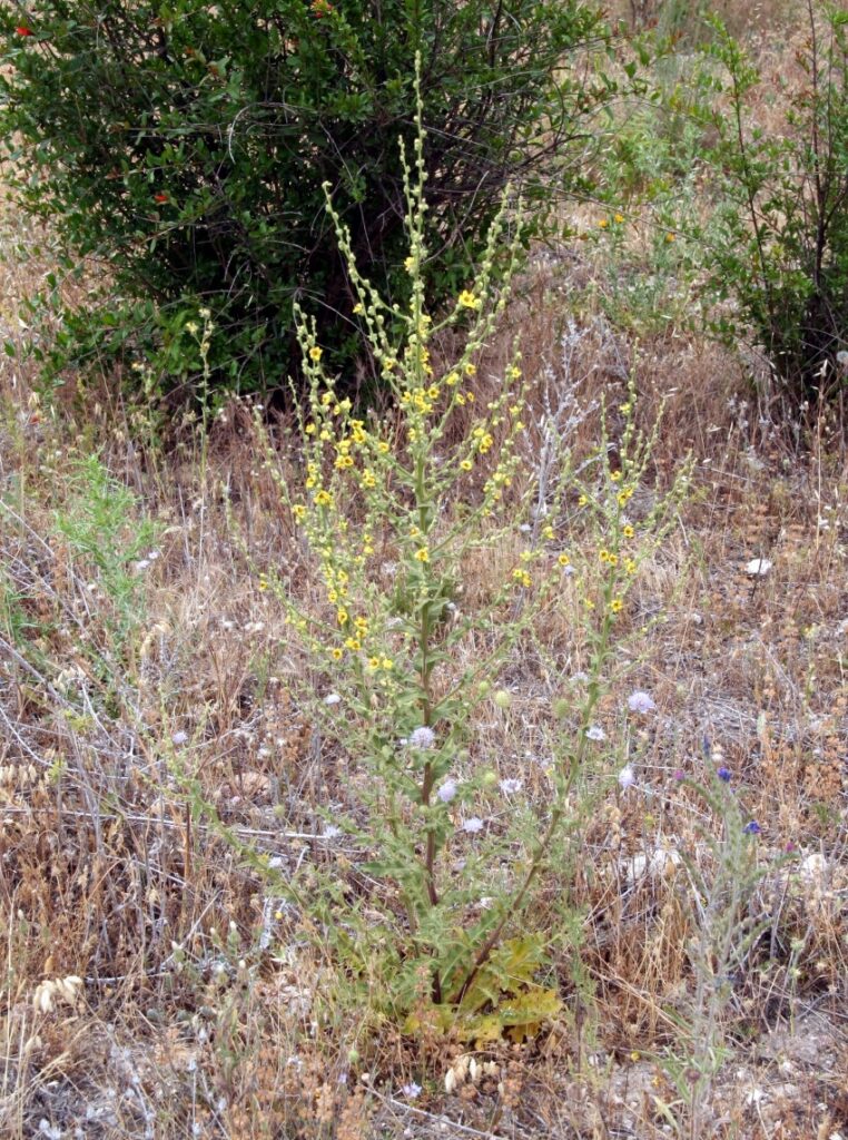 Verbascum sinuatum L./ Acigustre, Candelera, Gordolobo cenicero