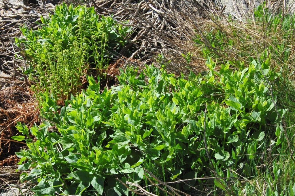 Scrophularia bourgaeana Lange