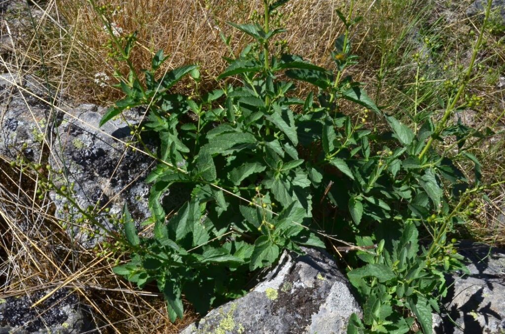 Scrophularia bourgaeana Lange