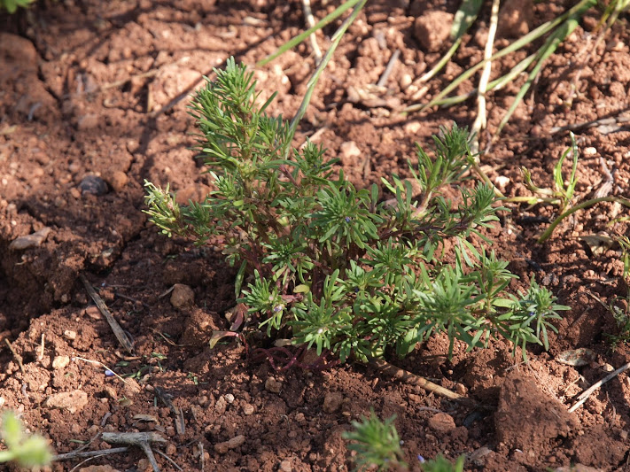 Veronica chamaepithyoides