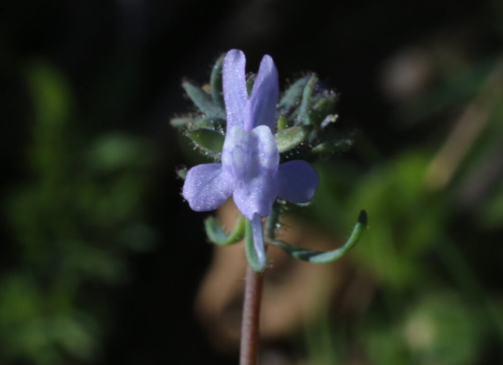 Linaria arvensis (L.) Desf.