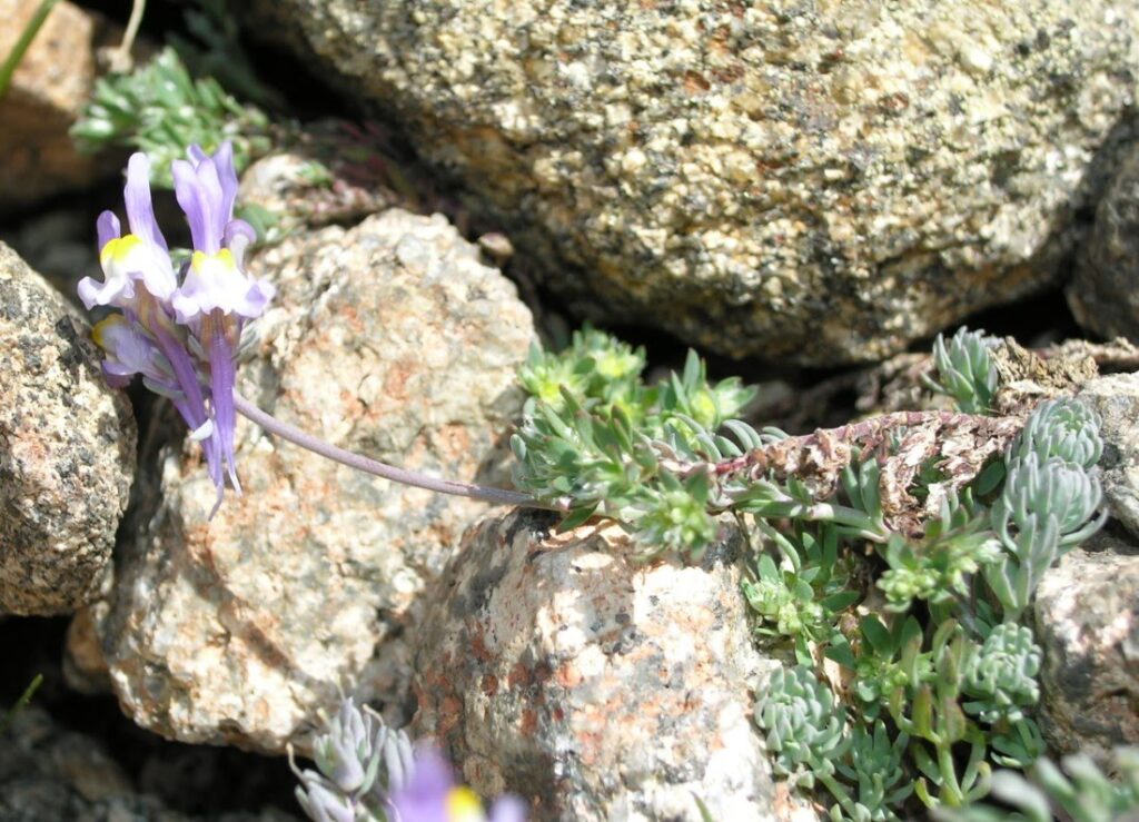 Linaria alpina (L.) Mill. sbp. alpina