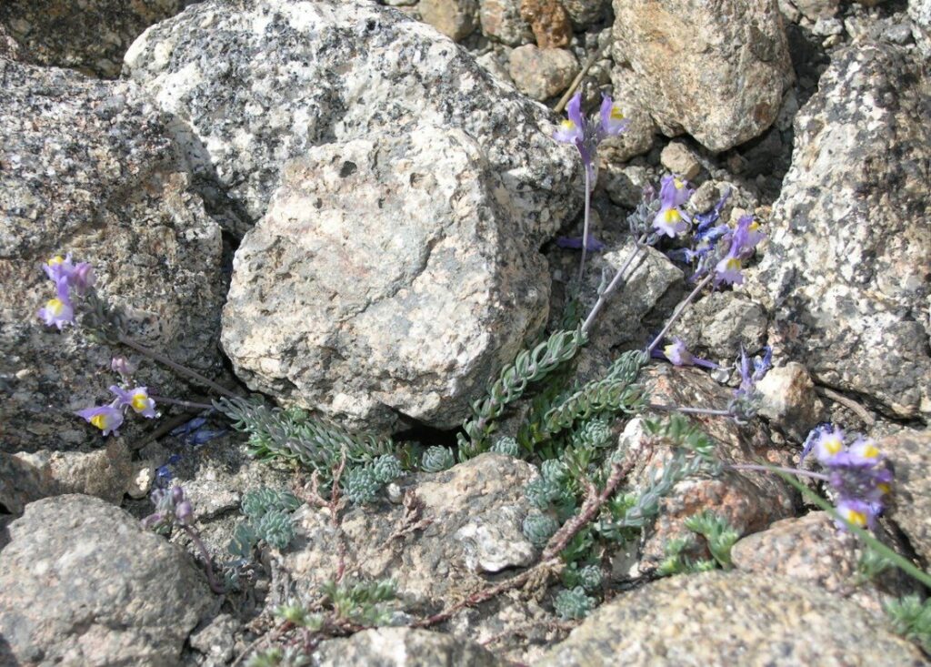 Linaria alpina (L.) Mill. sbp. alpina