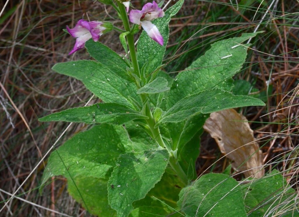 Digitalis purpurea L. subsp. purpurea