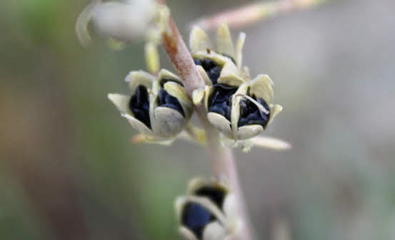 Linaria caesia (Pers.) F. Dietr.