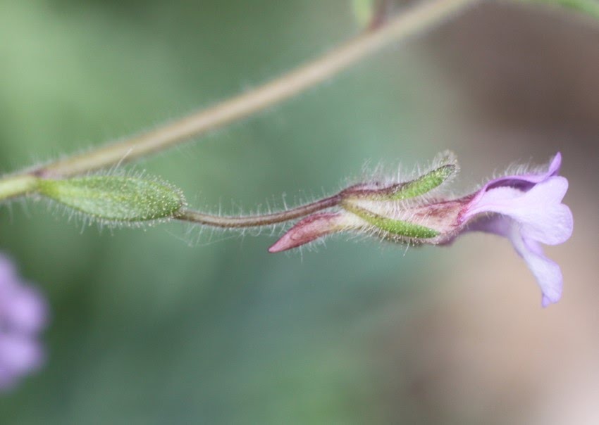 Chaenorhinum rubrifolium / Espuelilla pelosa