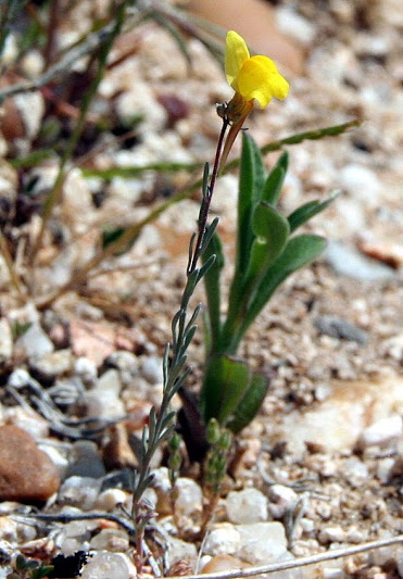 Linaria oblongifolia aragonensis