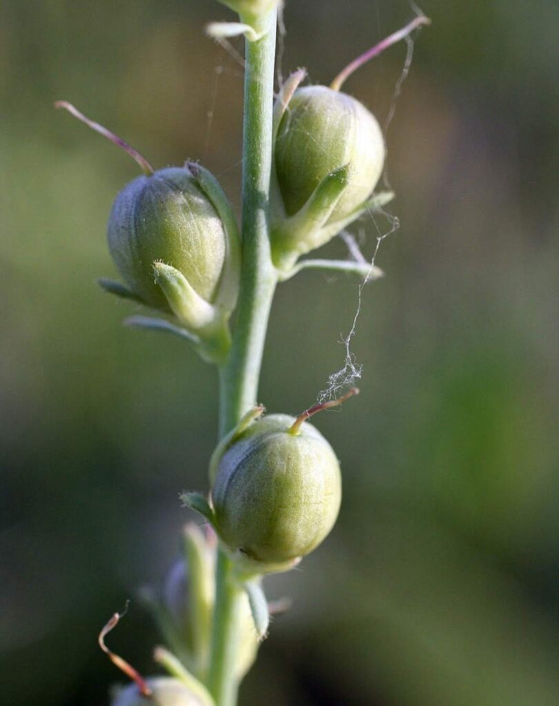 Linaria caesia (Pers.) F. Dietr.