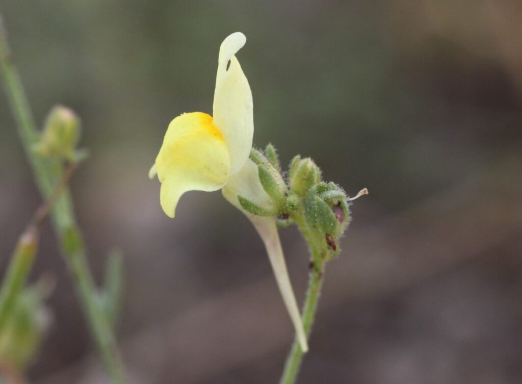 Linaria bipunctata (L.) Chaz. bipunctata