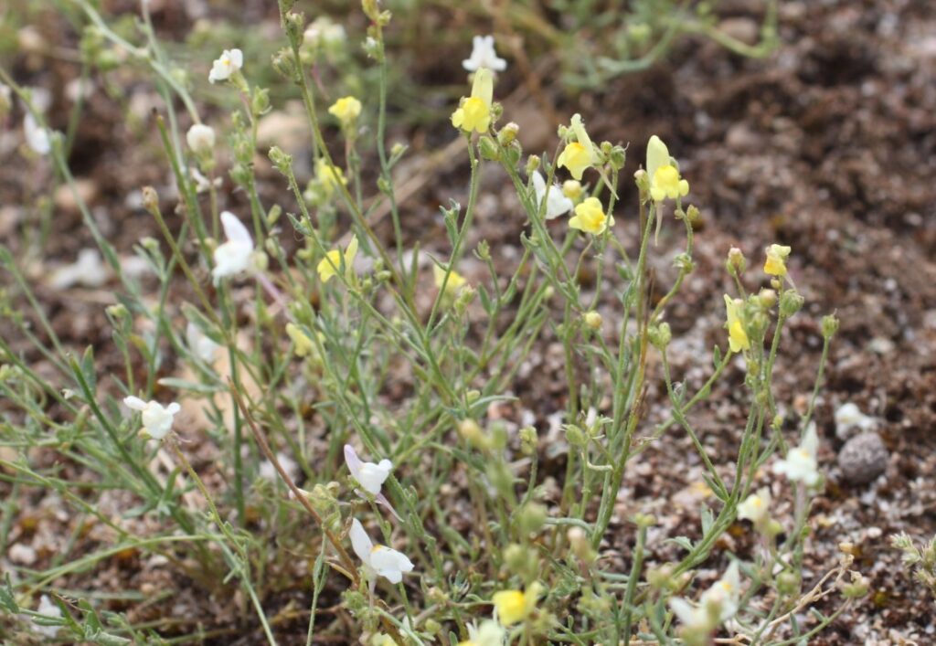 Linaria bipunctata (L.) Chaz. bipunctata