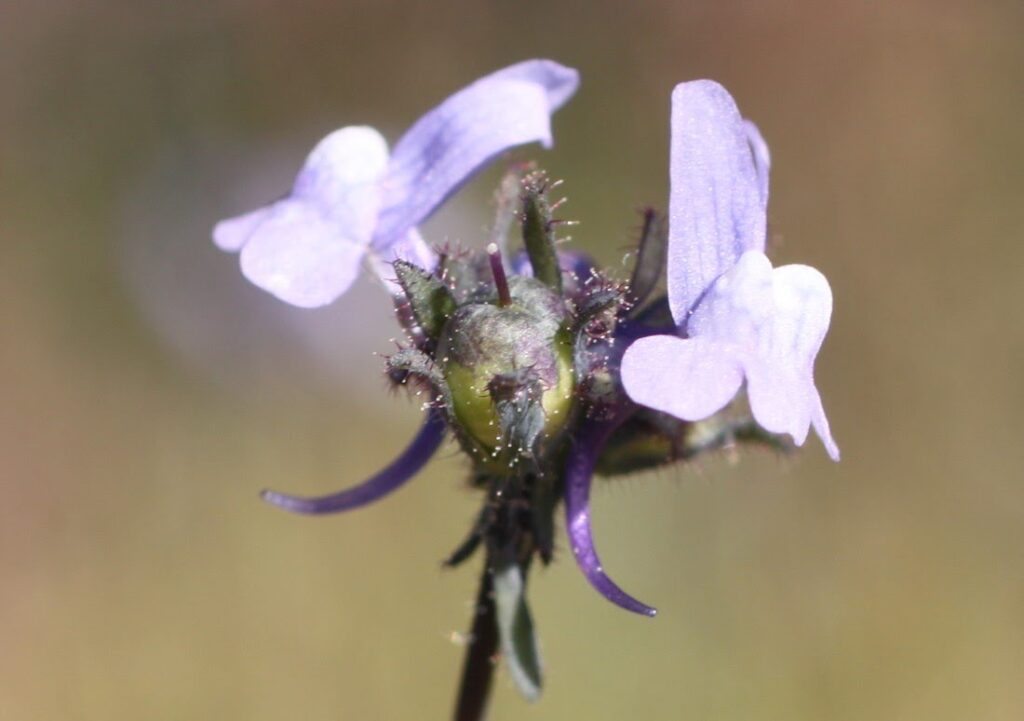 Linaria arvensis (L.) Desf.