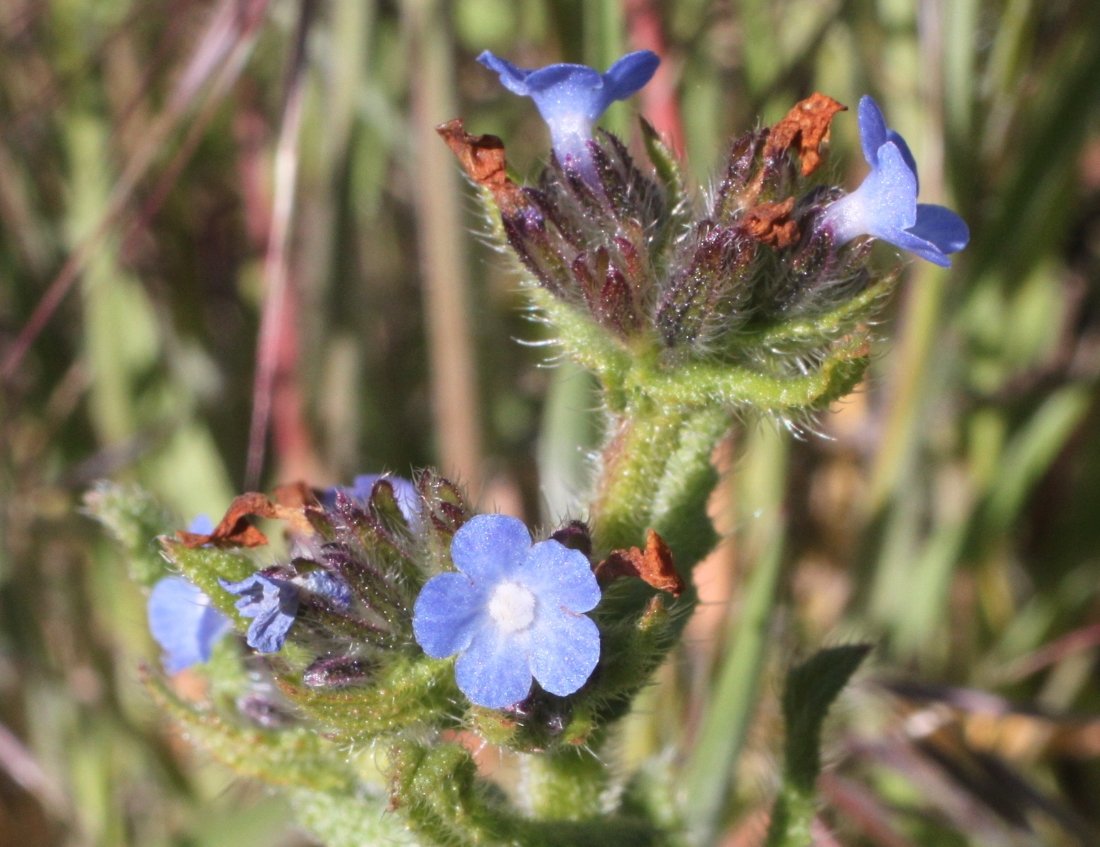 Lycopsis arvensis L. | ARBA Bajo Jarama