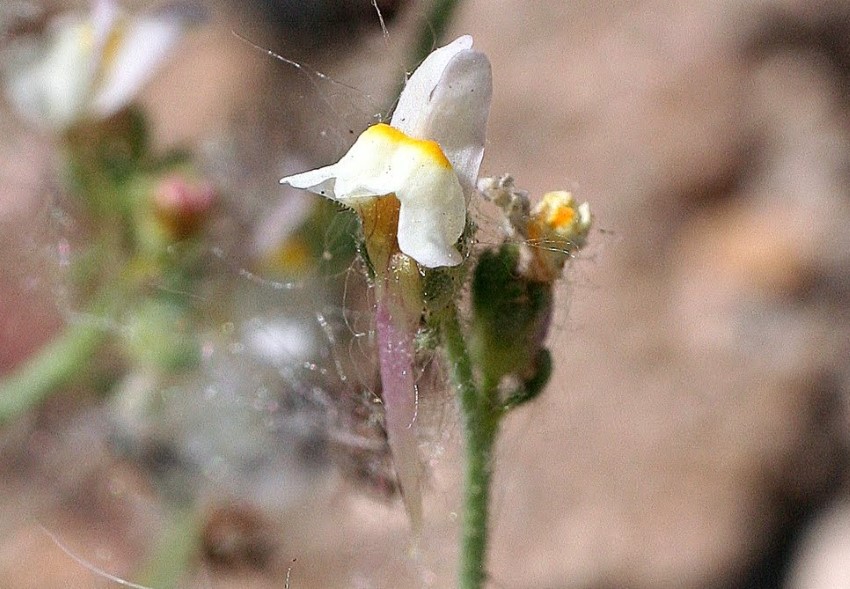 Linaria bipunctata (L.) Chaz. bipunctata