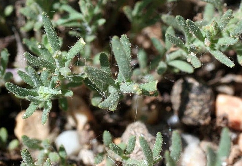 Linaria bipunctata (L.) Chaz. bipunctata