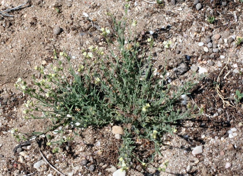 Linaria bipunctata (L.) Chaz. bipunctata