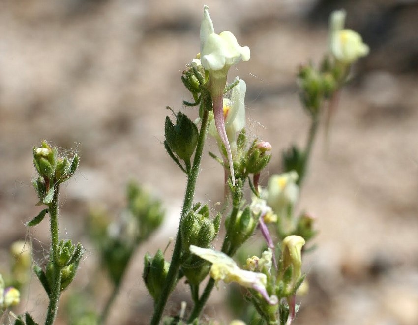 Linaria bipunctata (L.) Chaz. bipunctata