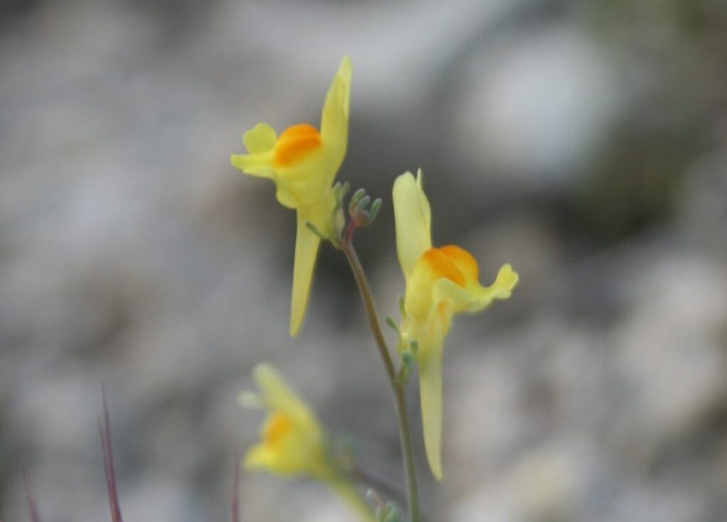 Linaria glauca subsp. glauca (L.) Chaz. / Linaria, Pajarita