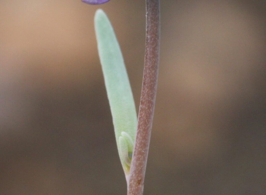 Linaria arvensis (L.) Desf.