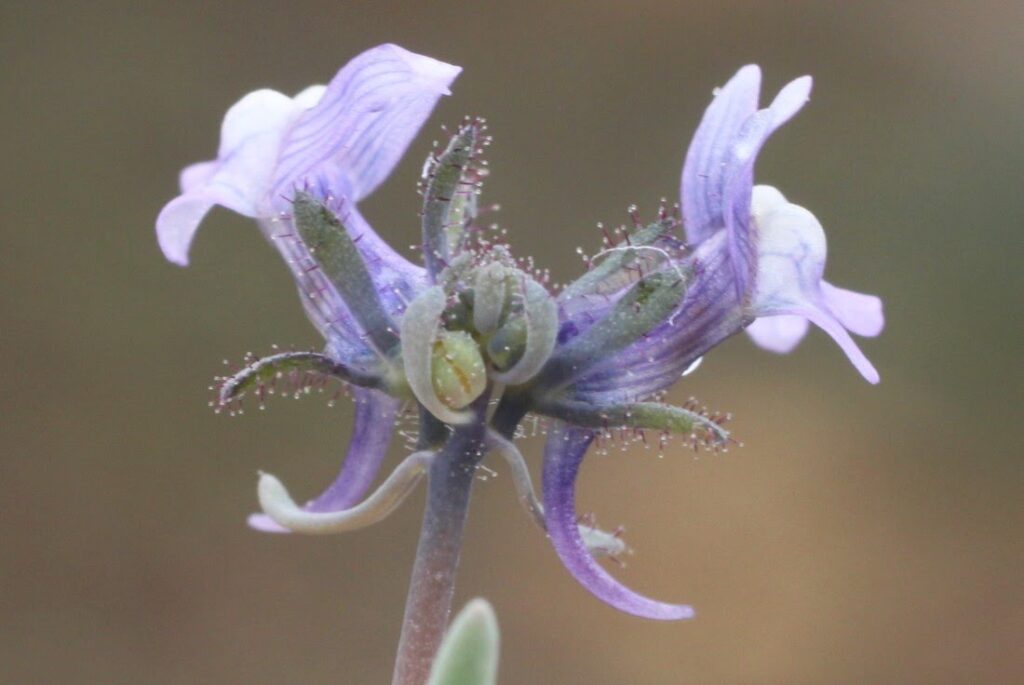 Linaria arvensis (L.) Desf.