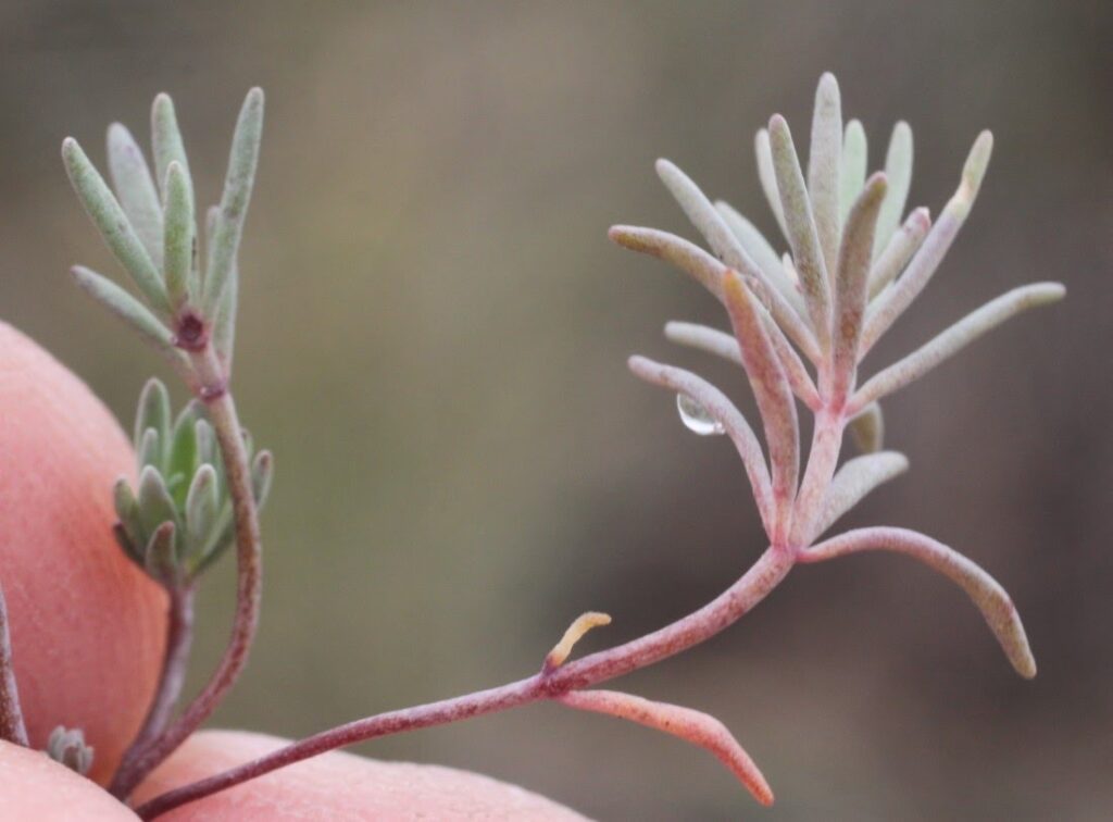 Linaria arvensis (L.) Desf.