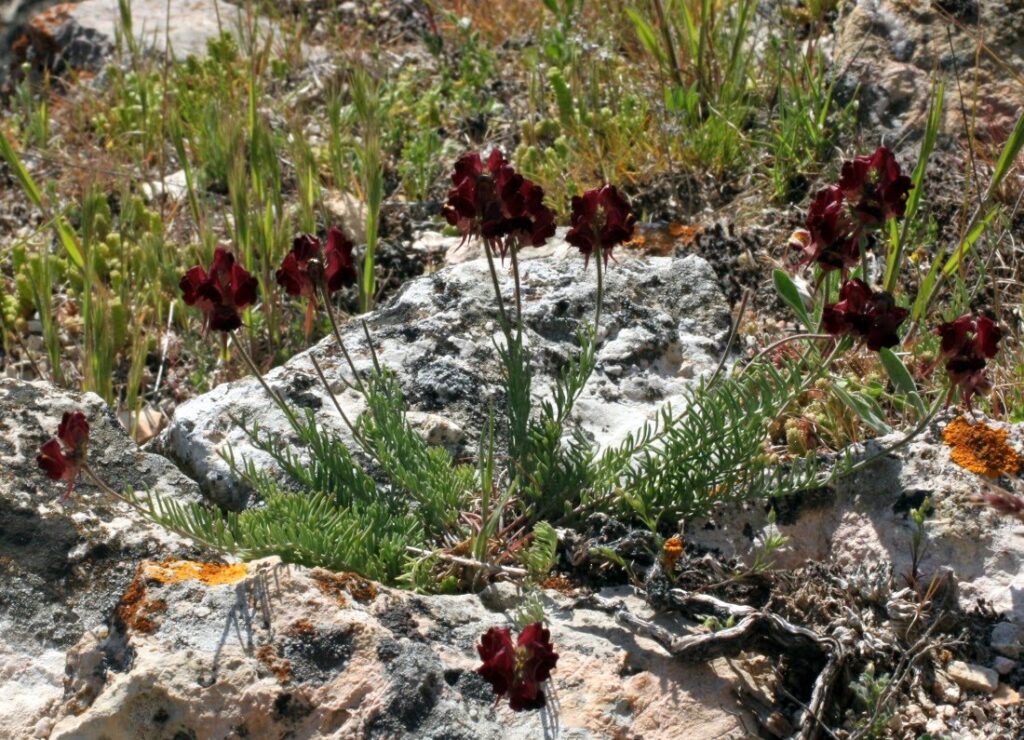 Linaria aeruginea (Gouan) Cav. subsp. aeruginea