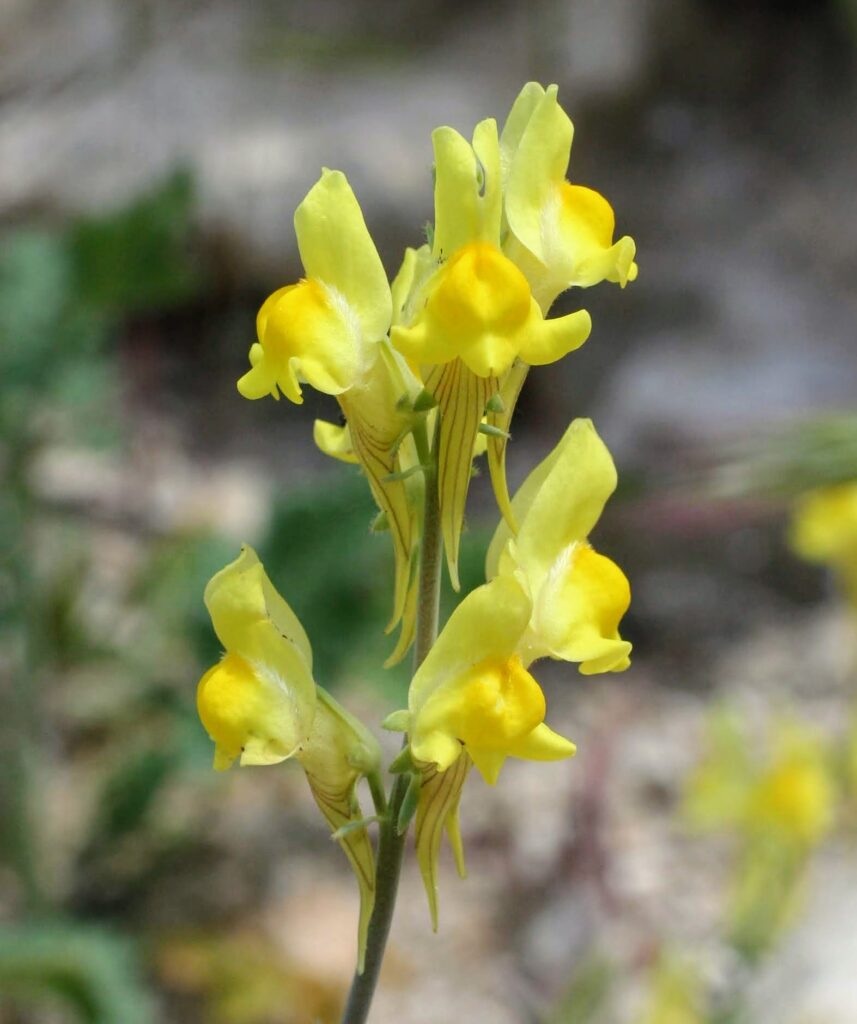 Linaria caesia (Pers.) F. Dietr.