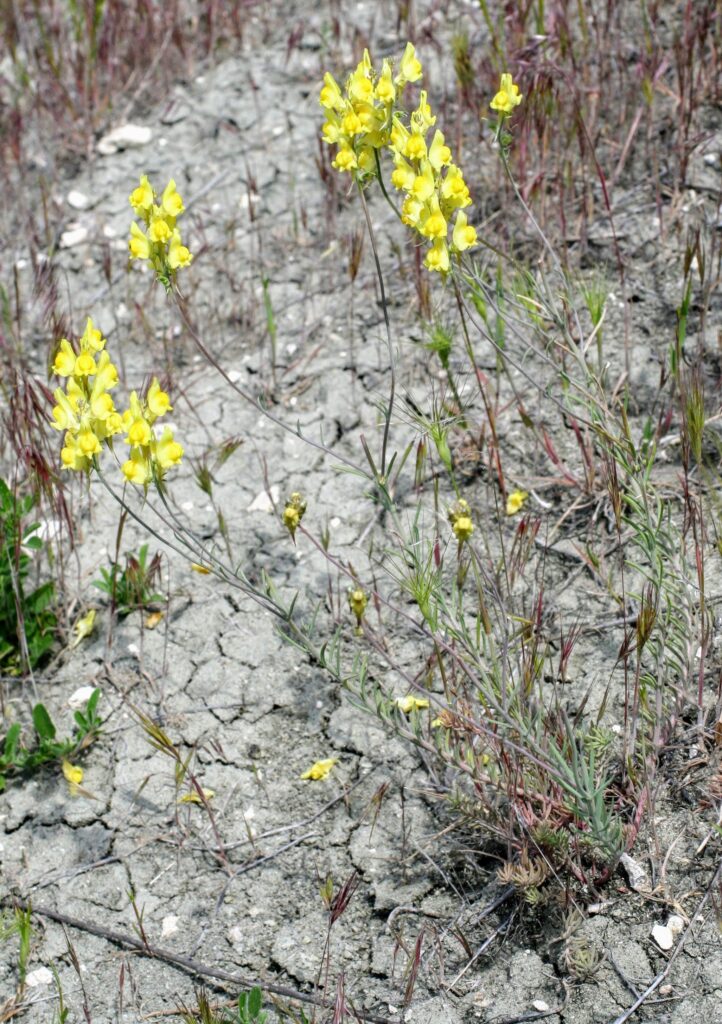 Linaria caesia (Pers.) F. Dietr.