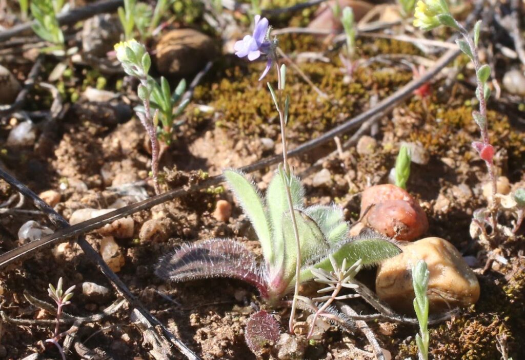 Linaria arvensis (L.) Desf.