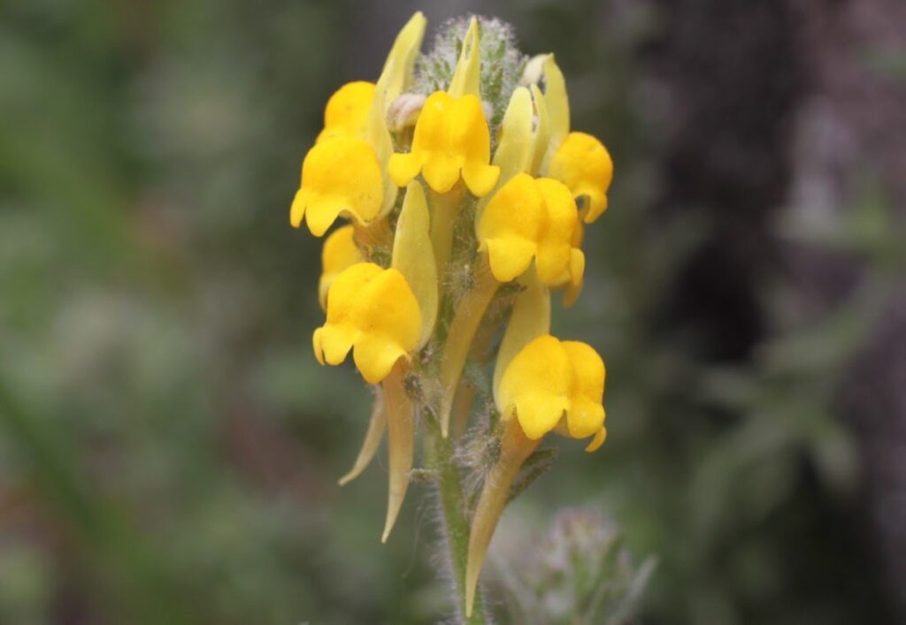 Linaria saxatilis (L.) Chaz