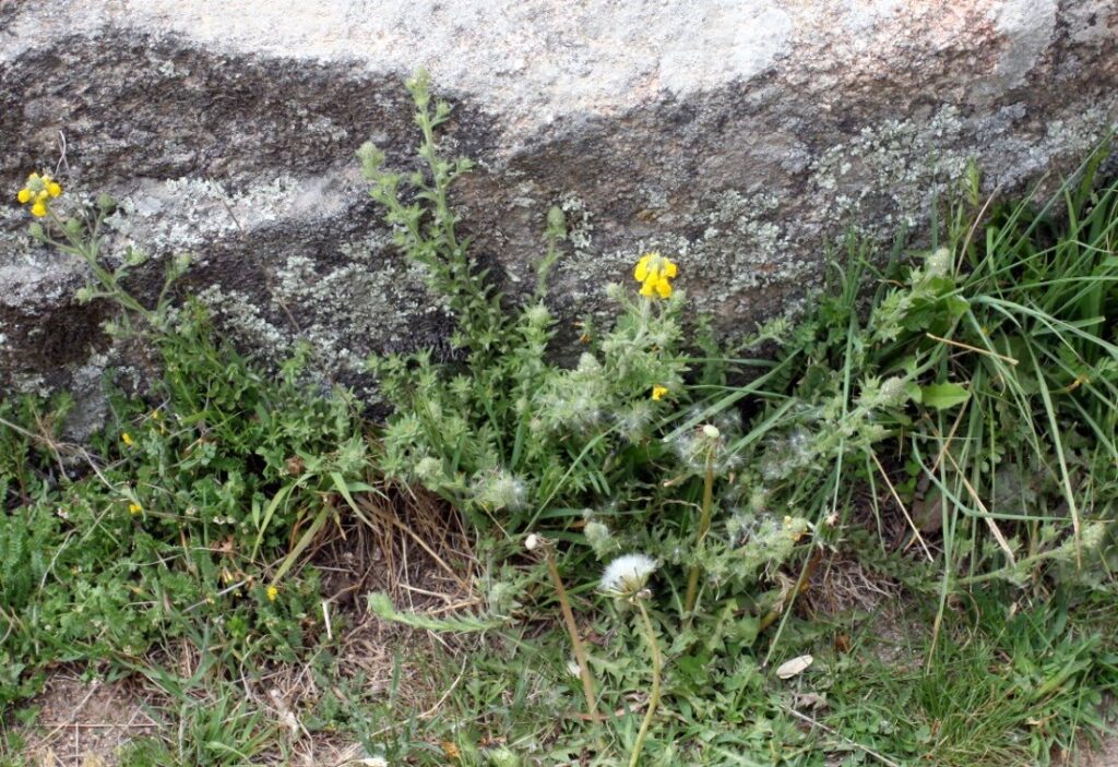 Linaria saxatilis (L.) Chaz