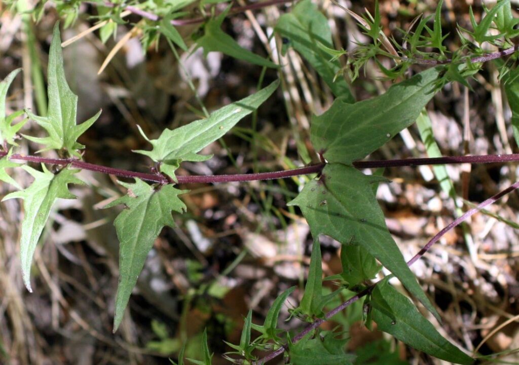 Melampyrum pratense L. sbp. latifolium Schübl. & G. Martens / Trigo de vaca