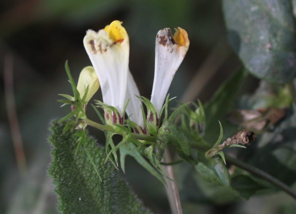 Melampyrum pratense L. sbp. latifolium Schübl. & G. Martens / Trigo de vaca