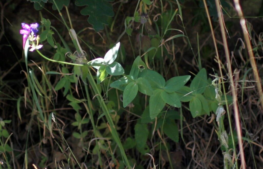Linaria triornithophora (L.) Willd