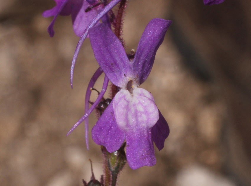 Linaria elegans Cav. / Mosquitas azules