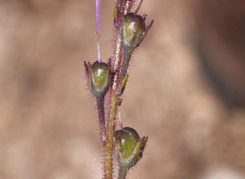 Linaria elegans Cav. / Mosquitas azules