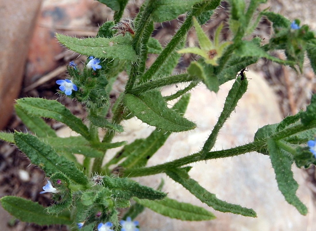Lycopsis arvensis L. | ARBA Bajo Jarama