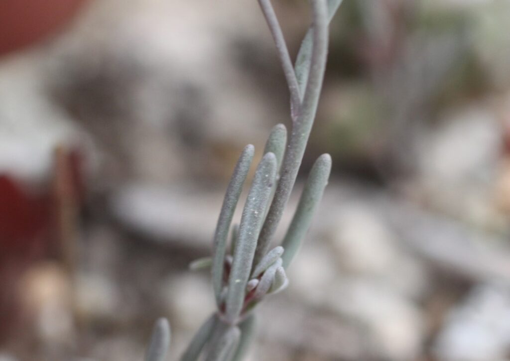 Linaria glauca subsp. glauca (L.) Chaz. / Linaria, Pajarita